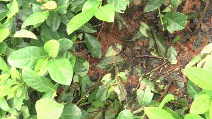 DƬ